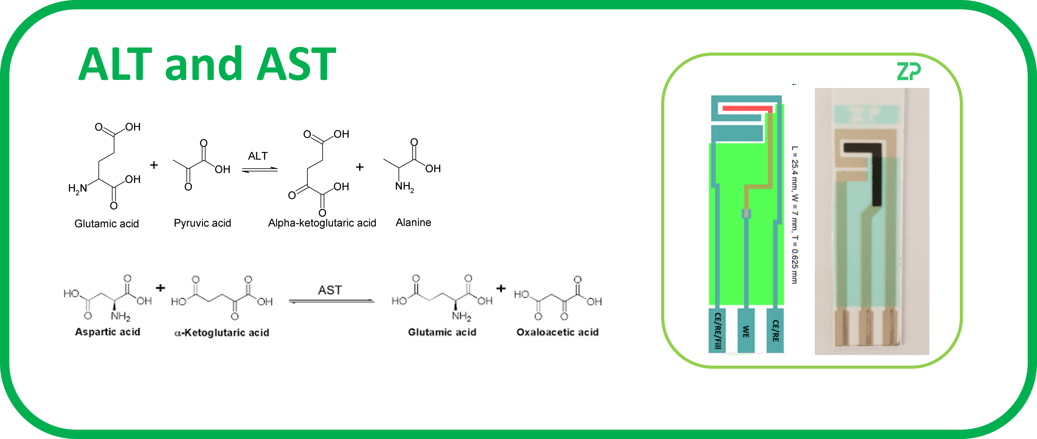 Renal panel: AST and ALT