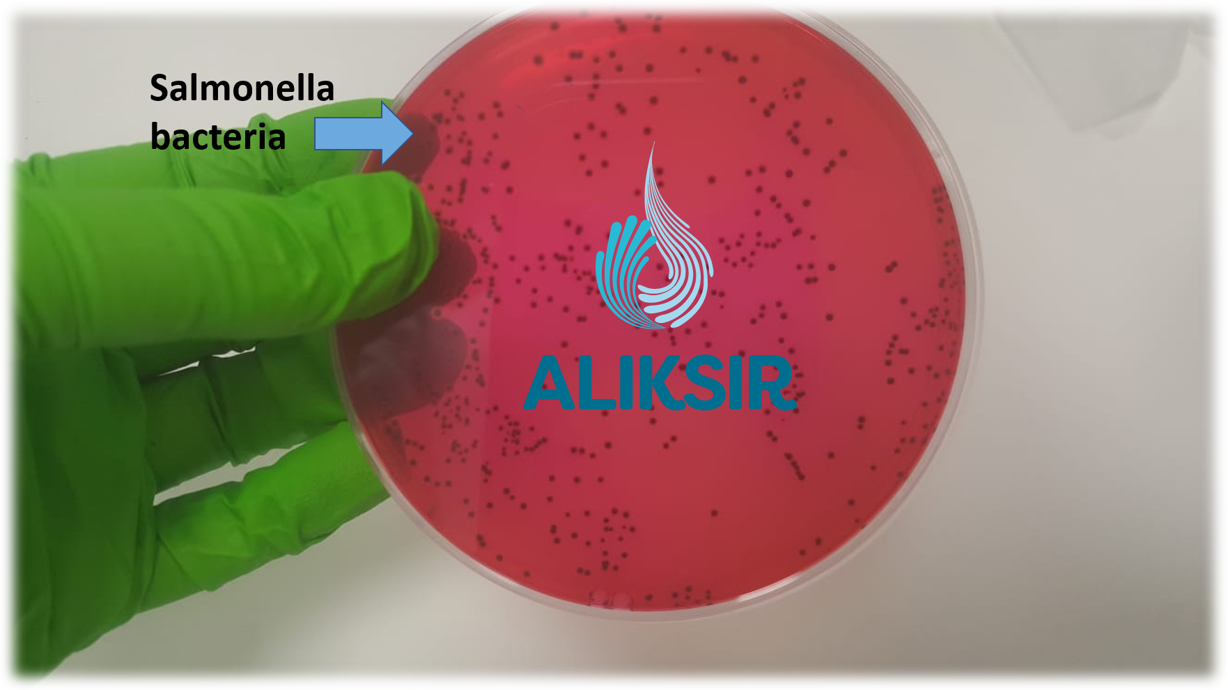 Aliksir develops Salmonella sensor