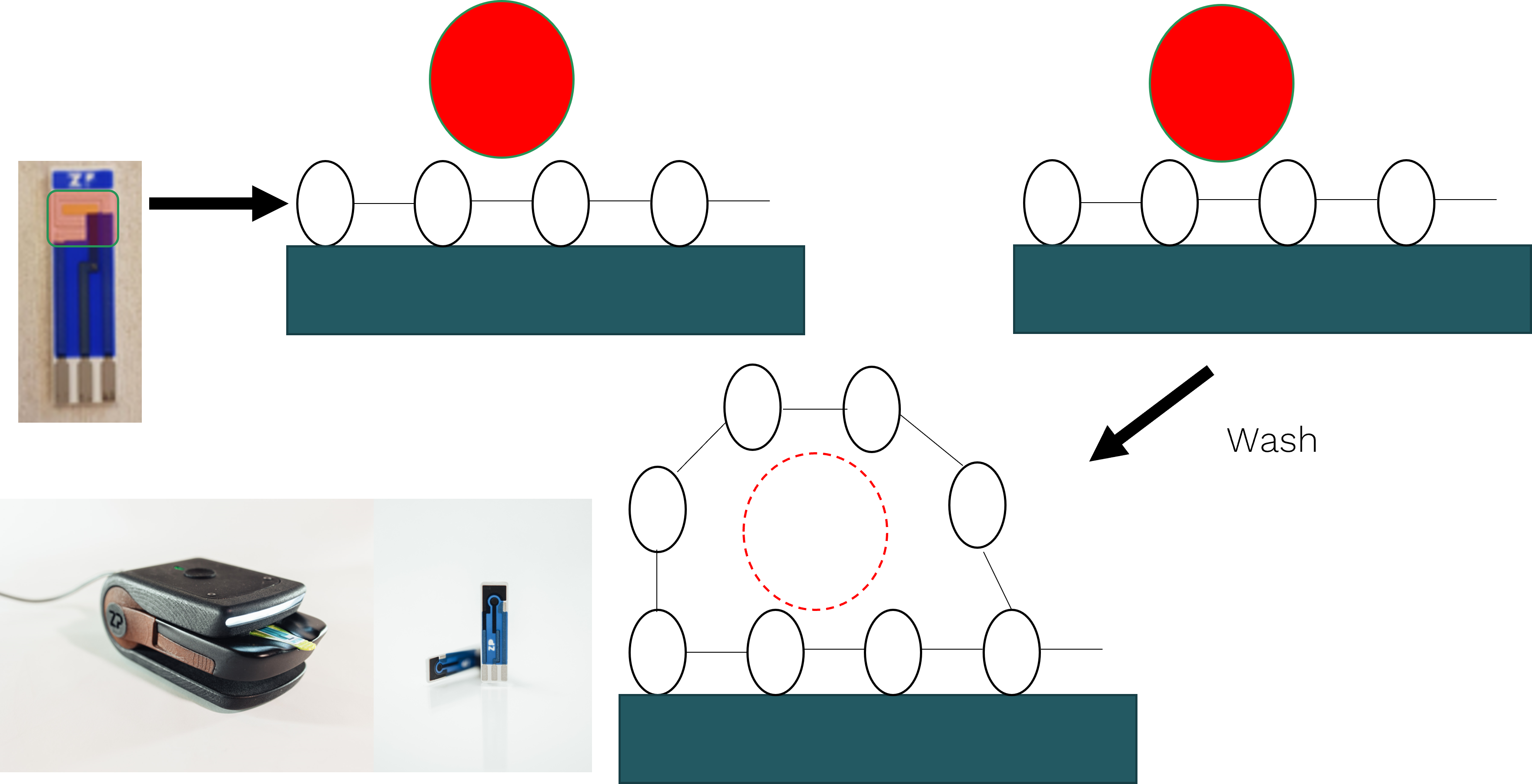 Detection of HIV through p24, gp36 and gp41