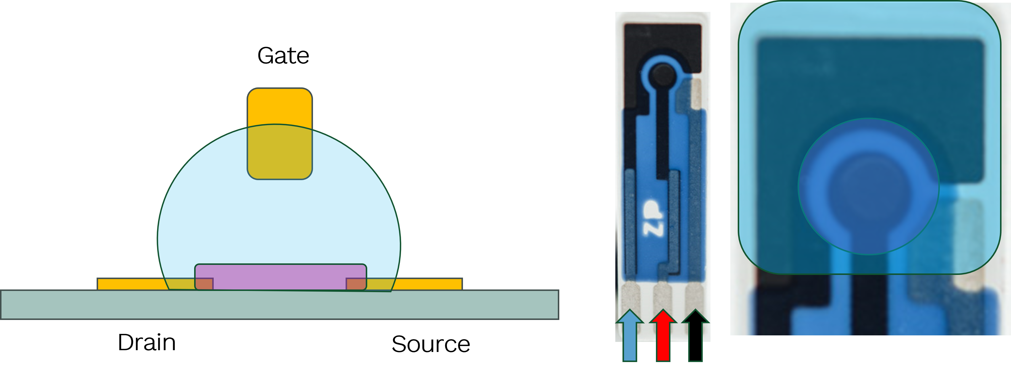 Building an Organic Electrochemical Transistor on a Screen Printed Electrode