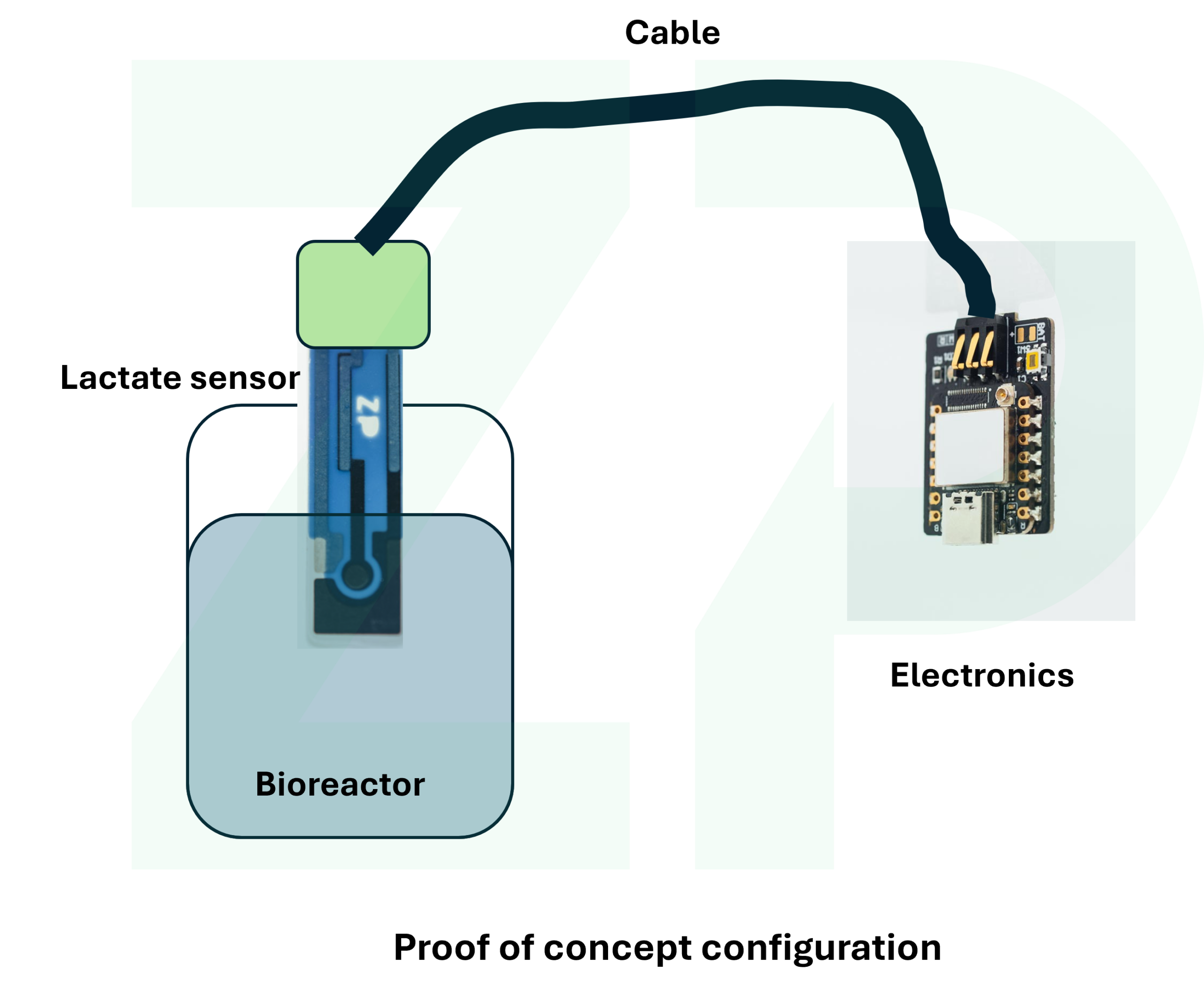 Lactate sensors for bioreactor developers