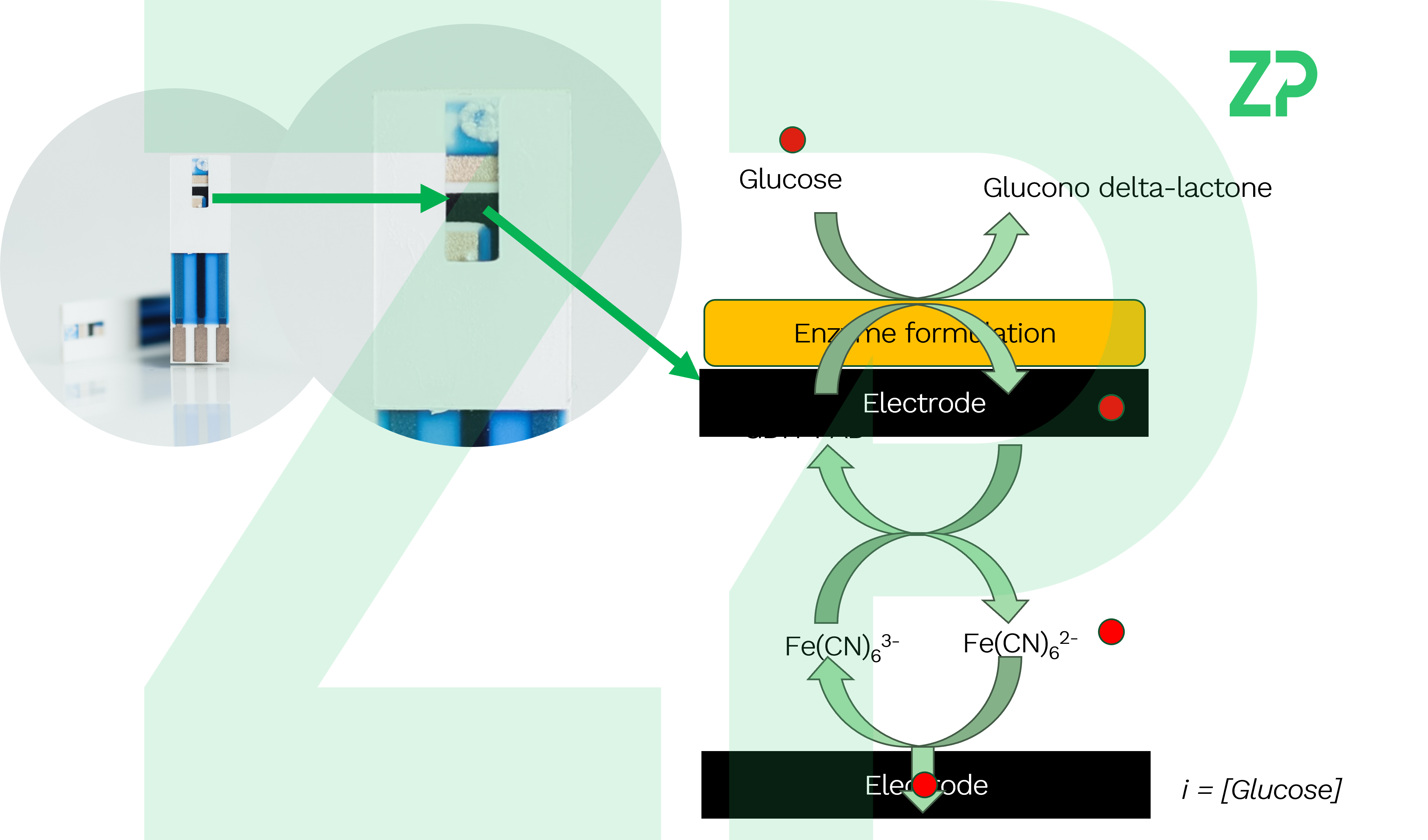 DYPBBI Webinar: Enzyme-Based Biosensors from Glucose Monitoring to