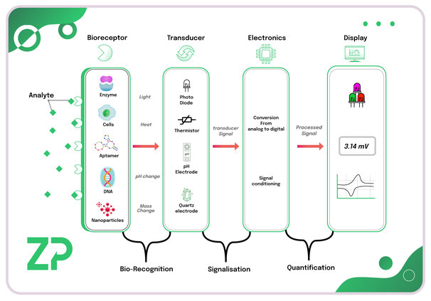 Introduction to Biosensors - a review from ZP