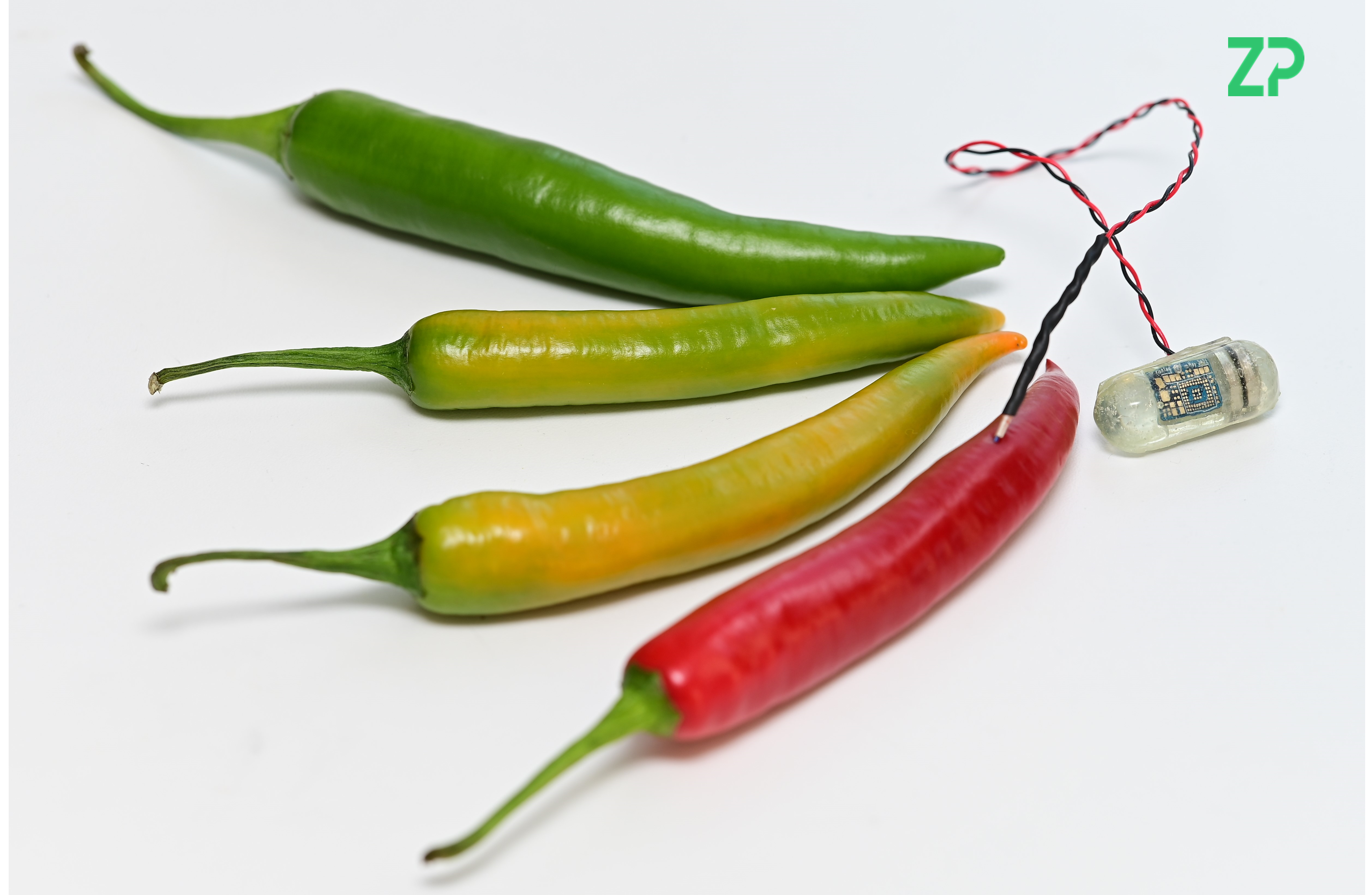 Sensing in chillies