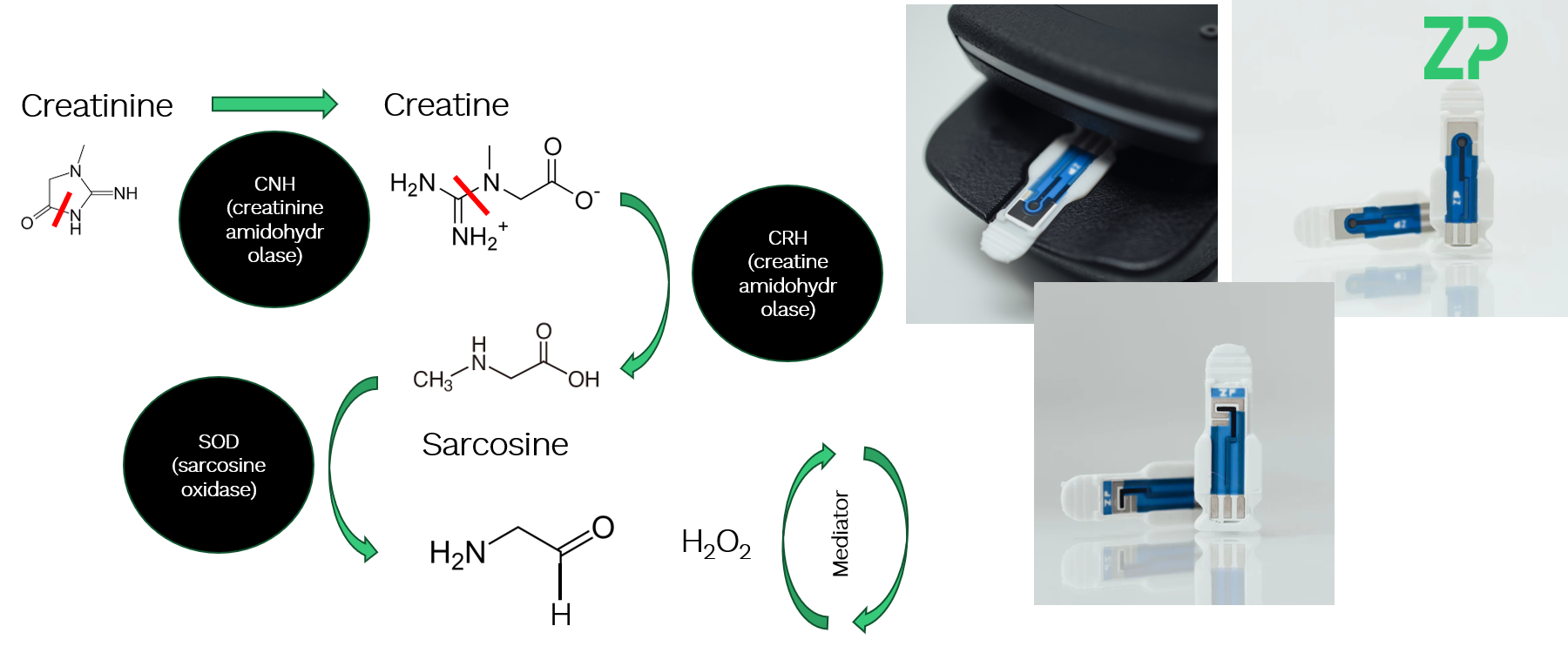 Biosensors for creatinine