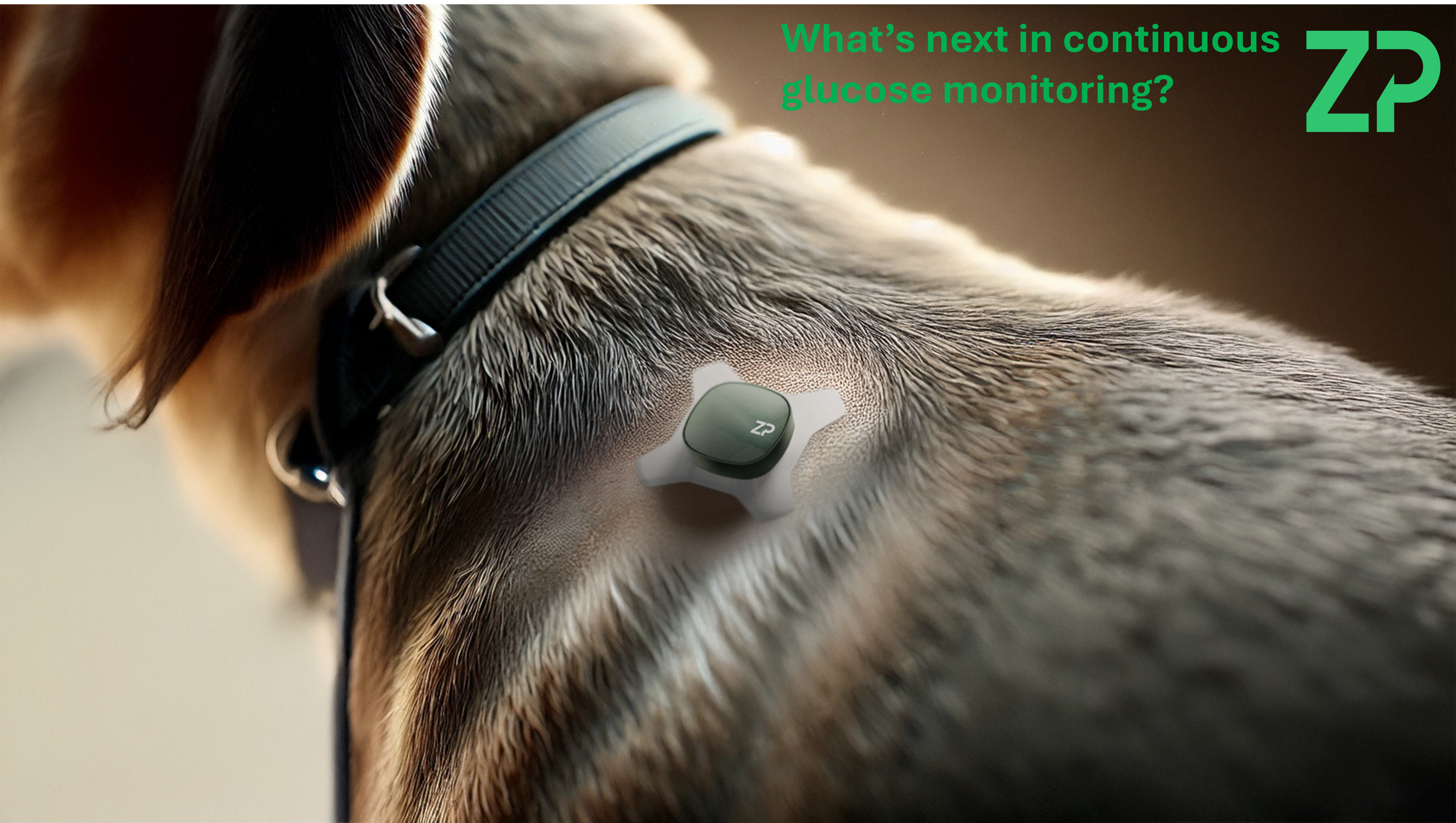 dog and cats CGM continuous glucose monitoring