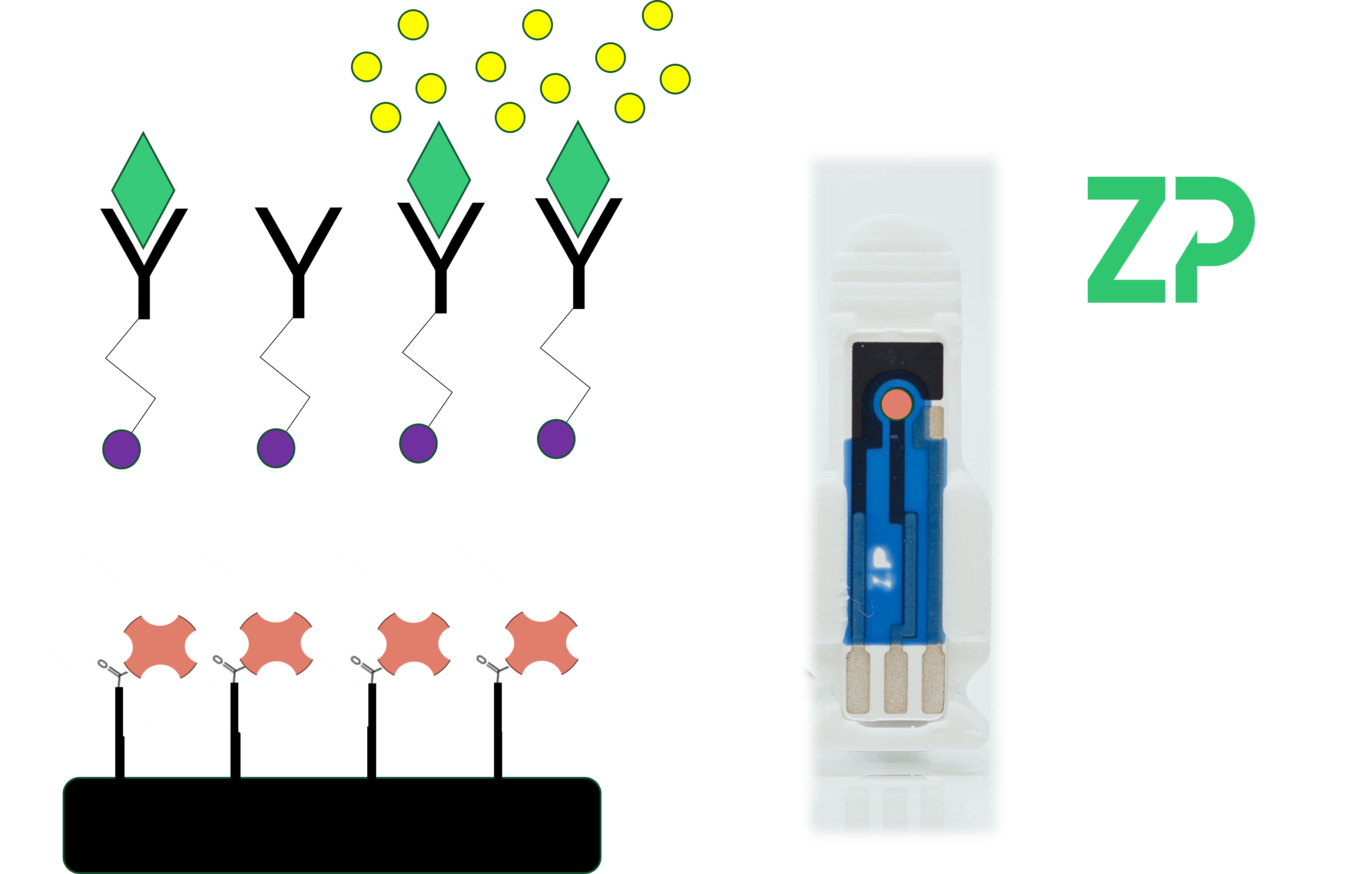 electrochemical carbon screen printed electrodes immunosensor