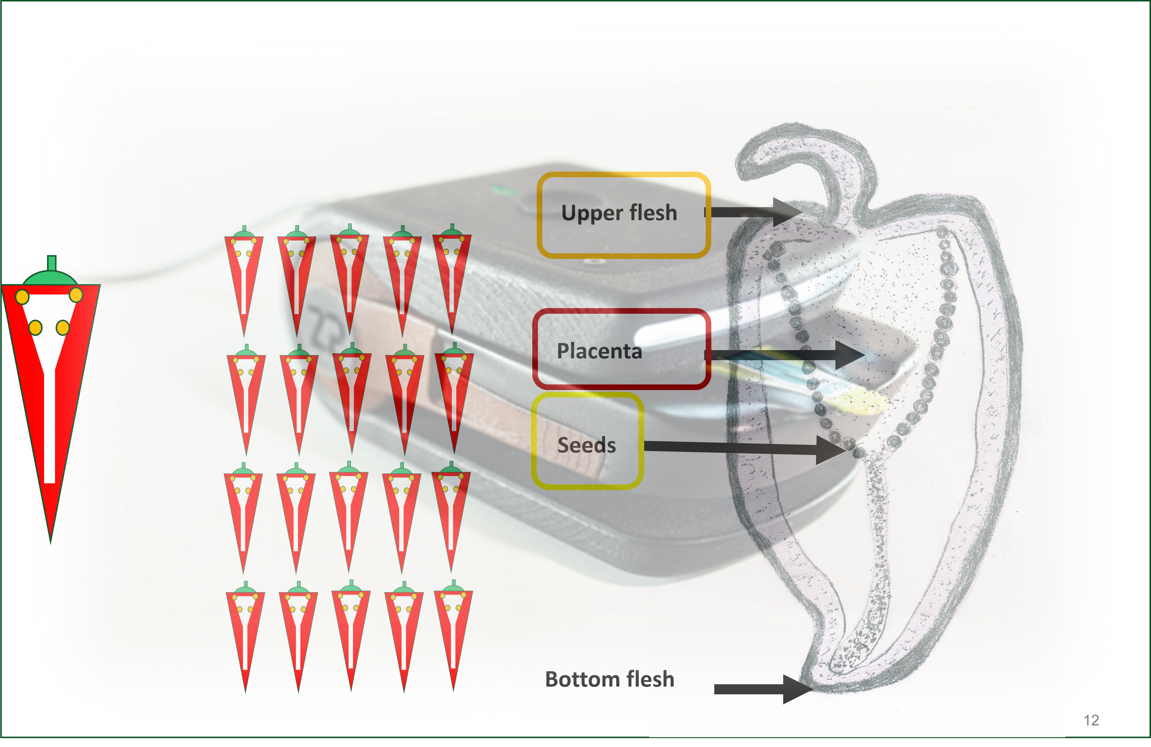 Homogenizing chilli samples for SHU testing