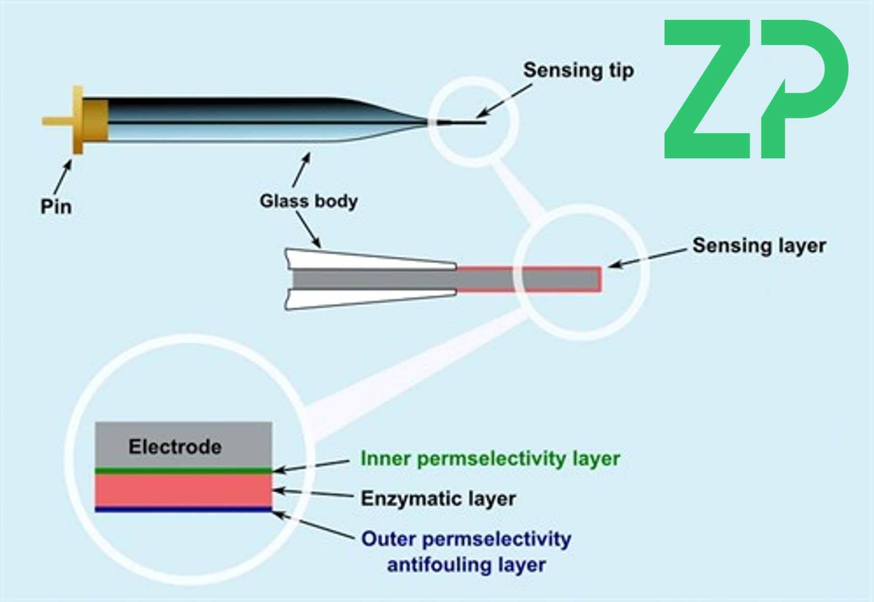 Architecture of ZP patented microbiosensor