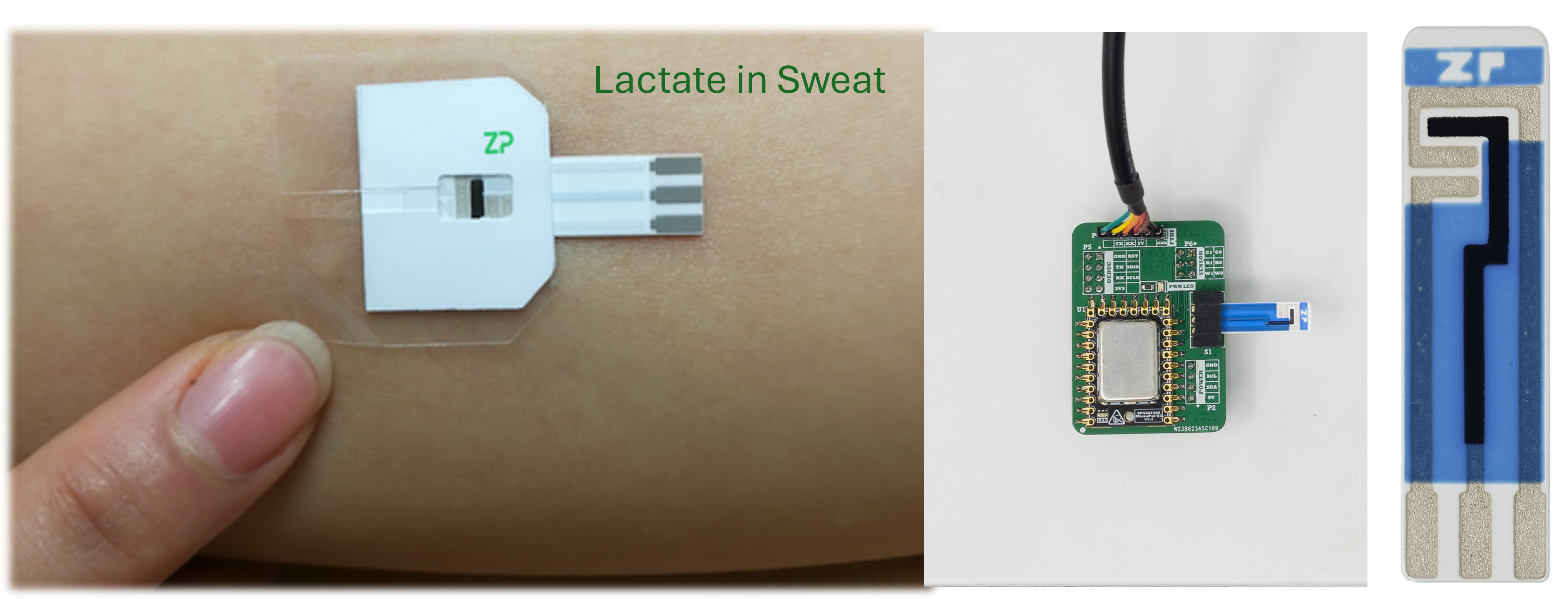 lactate in sweat