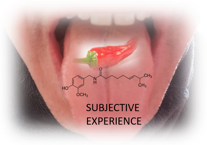 Subjective versus objective testing of chilli